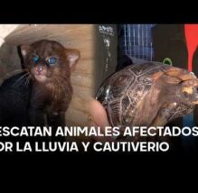 Del cautiverio al rescate: 30 animales silvestres recuperados en Tingo María (VIDEO)