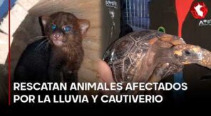 Del cautiverio al rescate: 30 animales silvestres recuperados en Tingo María (VIDEO)