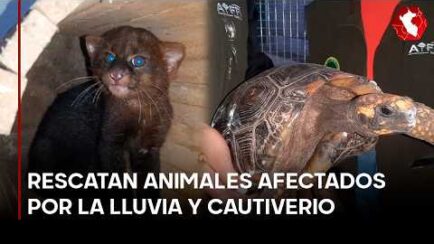 Del cautiverio al rescate: 30 animales silvestres recuperados en Tingo María (VIDEO)