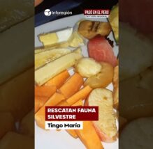 Tingo María: Fauna en peligro: rescatan animales que llegaron a viviendas por lluvias en Tingo María (VIDEO)