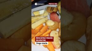 Tingo María: Fauna en peligro: rescatan animales que llegaron a viviendas por lluvias en Tingo María (VIDEO)