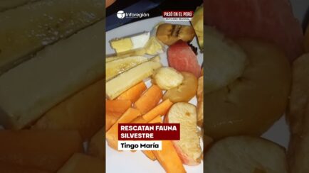 Tingo María: Fauna en peligro: rescatan animales que llegaron a viviendas por lluvias en Tingo María (VIDEO)