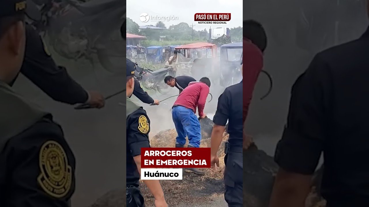Huánuco: Productores de Aucayacu alertan que el sector arrocero está en crisis (VIDEO)