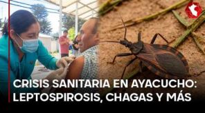 Leptospirosis, Chagas y más: la crisis sanitaria que preocupa en Ayacucho (VIDEO)