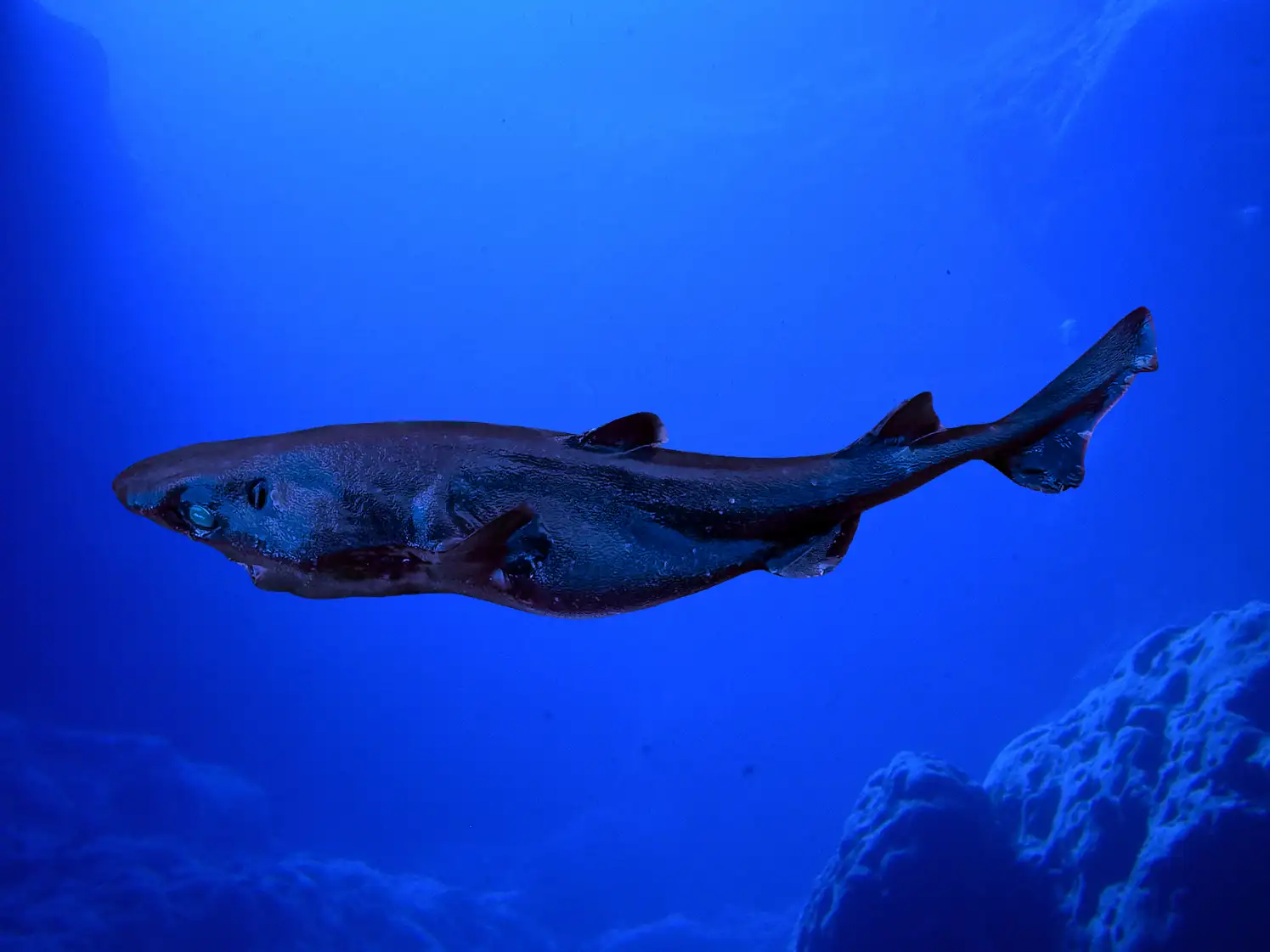 Registran por primera vez en el Perú al tiburón linterna de aguas profundas y a un parásito desconocido en el país