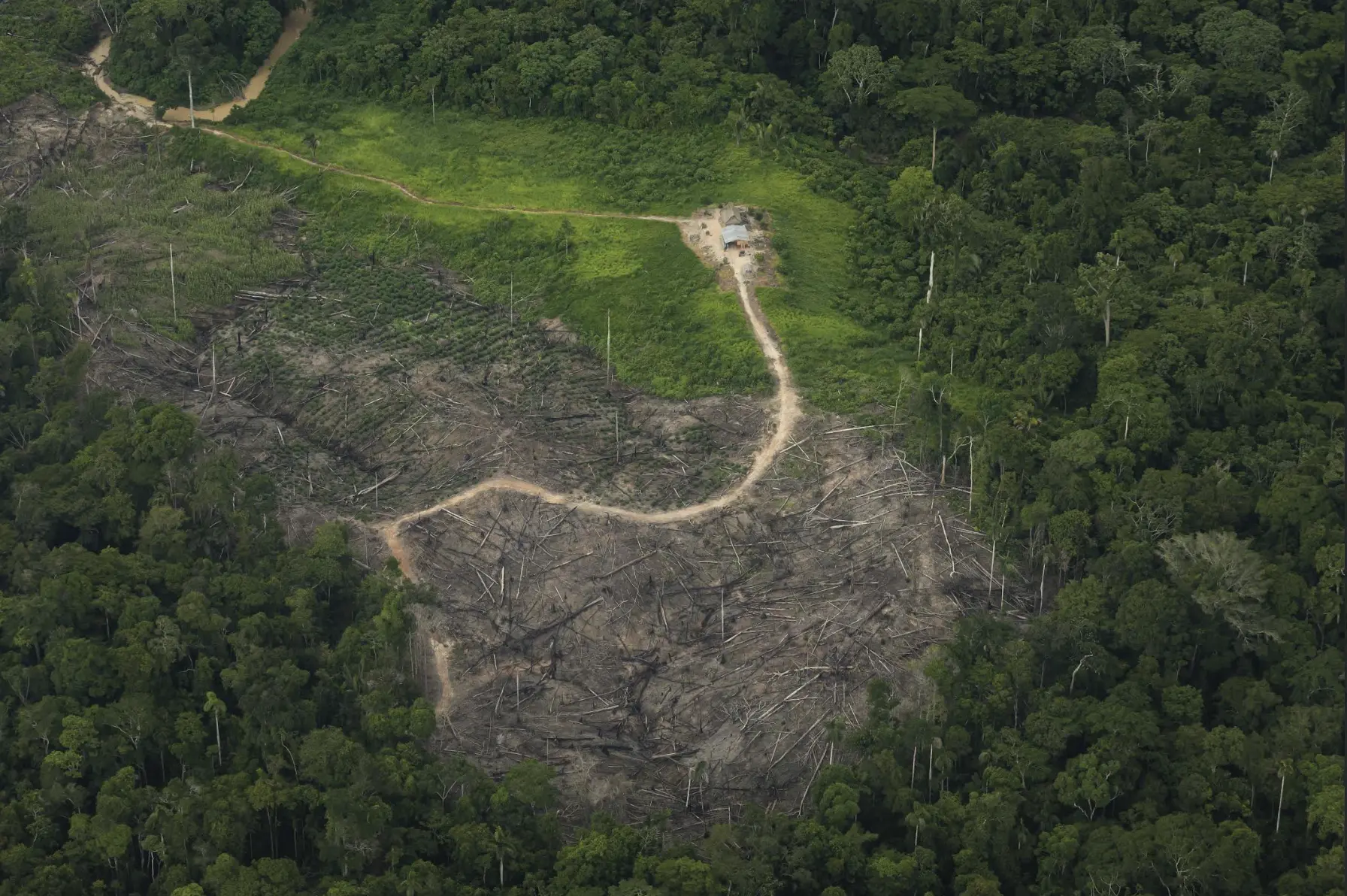 La deforestación global se desacelera, pero Sudamérica sigue en alerta roja: Perú, Brasil, Bolivia y Colombia en el centro de la crisis